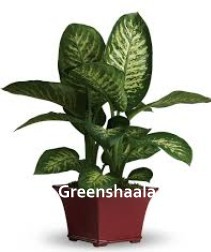 Dieffenbachia